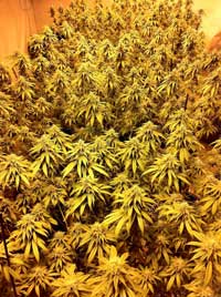 In order for Co2 injection to be effective, you should use powerful grow lights like HPS or LED