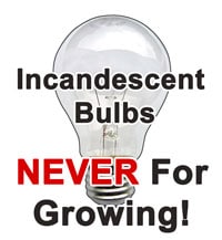 Incandescent light bulbs can not be used to grow marijuana, or just about any kind of plant