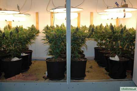 Magnetic induction grow lights can be used to grow marijuana, but NOT incandescent bulbs!