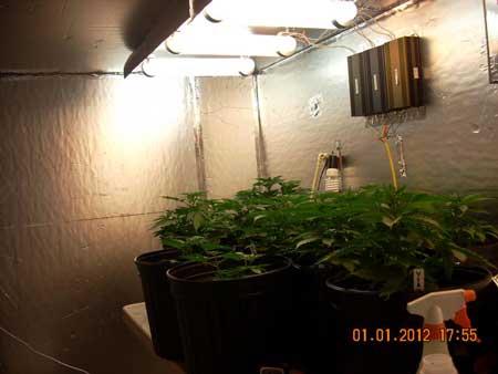 Young vegetative cannabis plants under magnetic induction grow lights