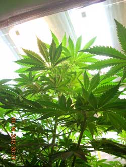 Cannabis plants - looking up at the magnetic induction grow light!