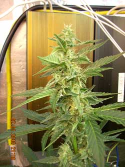 This marijuana bud was grown under magnetic induction grow lights