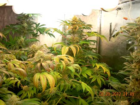 Magnetic induction grow lights are effective for flowering marijuana plants, as shown here