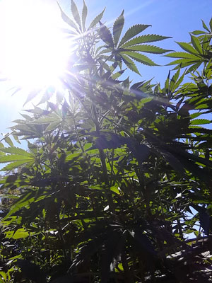 Cannabis plants lazing happily in the sun - although the light looks white to us, it's actually made up of many colors and the plant uses this hidden information to grow better!