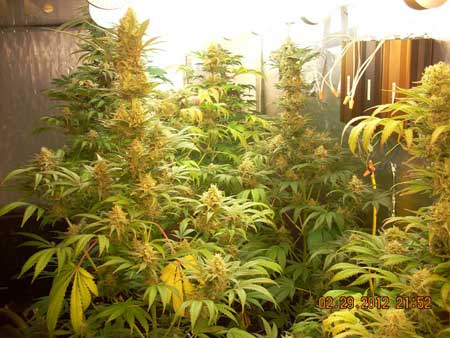 An example of flowering cannabis plants growing under magnetic induction grow lights