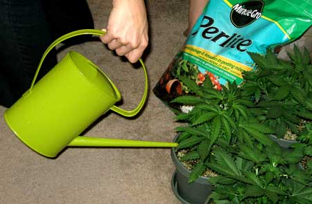 Watering a cannabis plant with a watering can - over or under watering are common problems, but if you follow the tips on this page you'll be watering your marijuana perfectly every time!