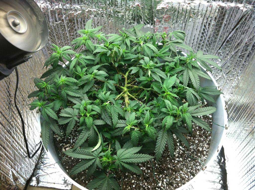 Cannabis Low Stress Training (LST) Tutorial Grow Weed Easy