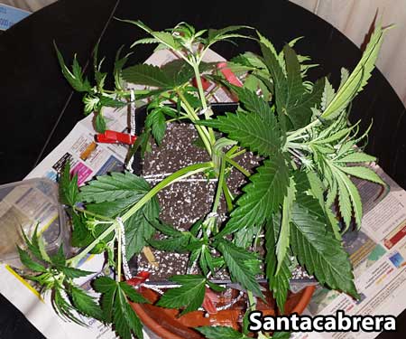 How to grow autoflowering marijuana seeds