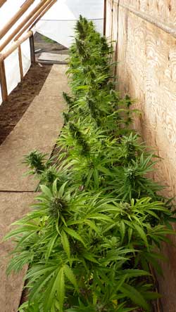 Example of growing auto-flowering marijuana plants in a homemade greenhouse. These auto-flowering cannabis plants were ready to harvest before summer was even over.