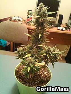 Auto White Widow plant by Pyramid Seeds just before harvest - Grown by GorillaMass