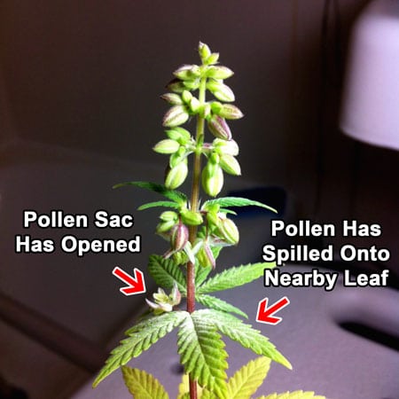 A gorgeous picture of a male cannabis plant with pollen sacs - some of them have burst and spilled pollen on a nearby leaf