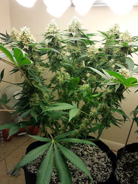 This CFL-grown cannabis plant was trained to grow flat in the vegetative stage, which produces several big buds in the flowering stage!