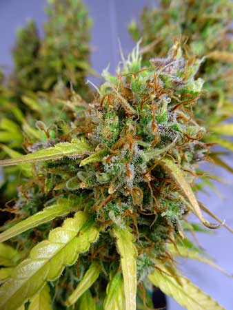 A lightly colored bud doing its thing