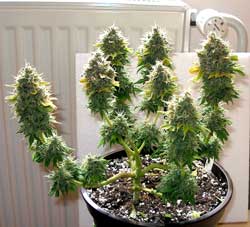 Grow a "bonsai" marijuana plant like this one with LST shaping (low stress training)