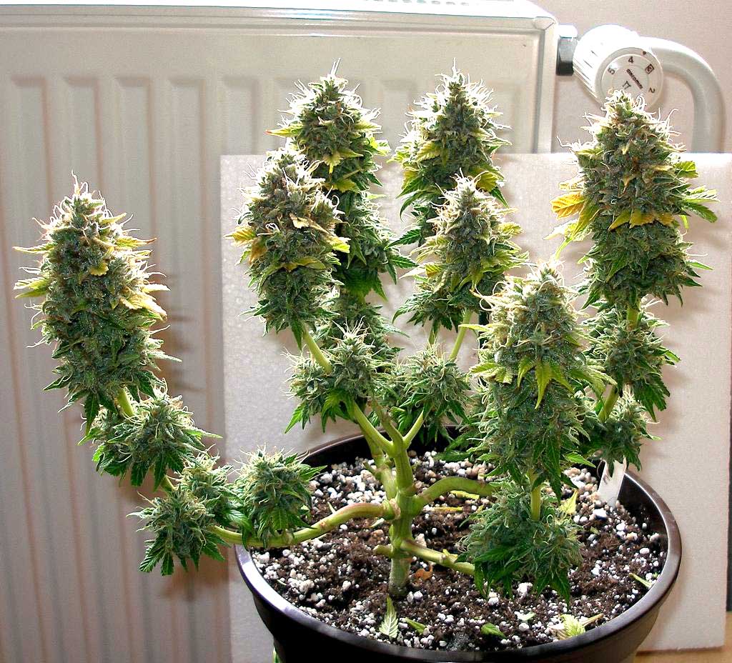 Ocean Feed på Ydmyghed LST (Low Stress Training) - How to Grow a Short Sativa or Haze | Grow Weed  Easy