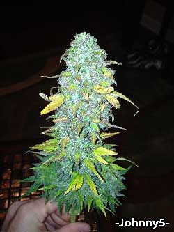 Bubblelicious+ Auto by Nirvana on Day 75 from seed - main cola. Grown in a space bucket by -Johnny5-