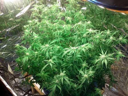 Do female marijuana plants have seeds