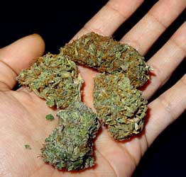 A collection of 4 different strains - cannabis buds in hand