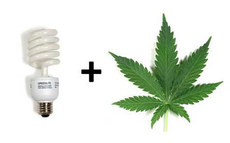 CFLs can be an effective grow light for growing marijuana