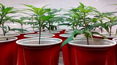 These healthy cannabis clones will be trained to grow short and flat so they take get the biggest yields from CFL grow lights!