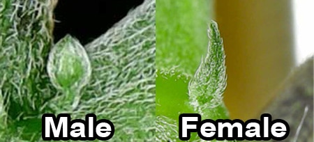 A small comparison of cannabis sex parts