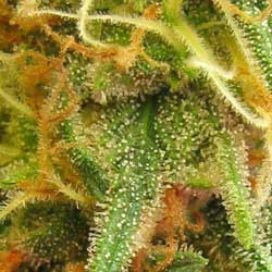 These sparkling trichomes on your buds are one of the indicators of potency