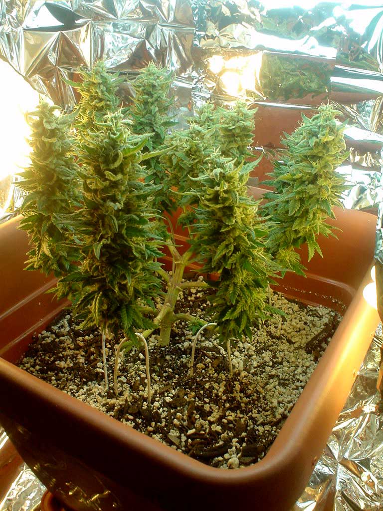 How To Grow Weed With Cfls Grow Weed Easy