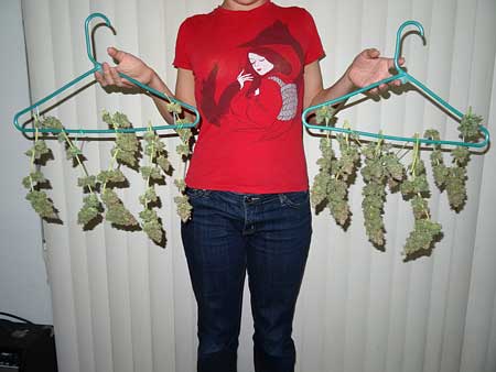 Holding up a cannabis harvest!