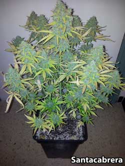 Fastbud #2 auto cannabis strain - Plant #2. Unlike traditional (referred to as photoperiod) cannabis strains, autos don’t need any special kind of light schedule to “tell” the plant to start budding. With a photoperiod strain, a cannabis plant needs 12+ hours of darkness a day to initiate flowering.