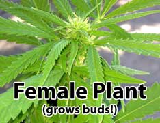 Cannabis pre-flowers diagram - chart shows difference between male and female preflowers