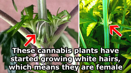 Male and female marijuana seeds