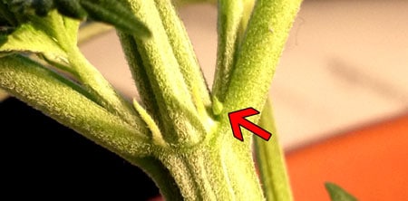 Female cannabis calyx - can be confused with a pollen sac because it hasn't started growing pistils (hairs) yet, but one major difference is female pre-flowers tend to be more pointy than male pre-flwoers