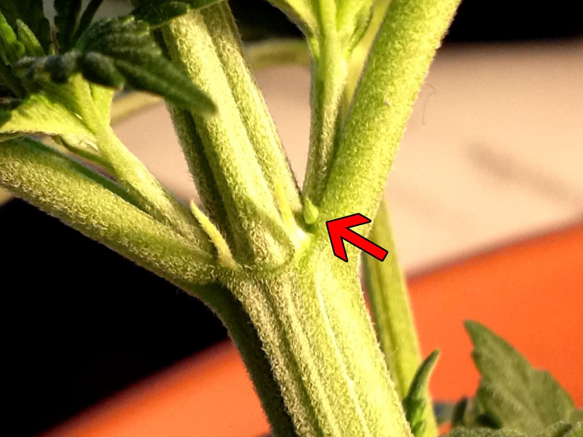 How To Tell Sex Of Cannabis Plants With Pictures Grow Weed Easy