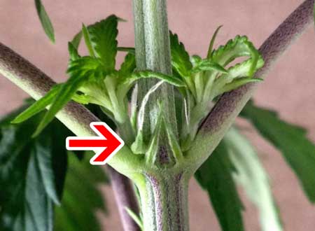 Example of female cannabis pre-flowers - Showing a pointy calyx and little white hairs (pistils)
