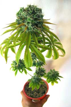 This marijuana plant was given 12-12 light from seed to force the plant to start flowering right away
