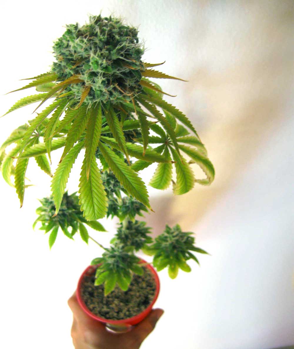 Cannabis Plant Growth Chart