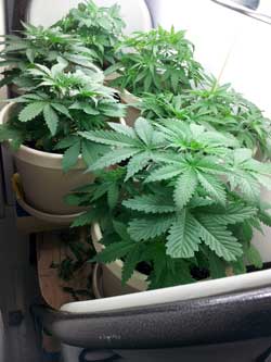 Happy cannabis plants