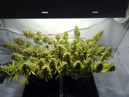 These buds are weighing down their branches!