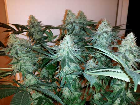 Closeup of marijuana under CFLs - very high yields for CFL grow lights! This was accomplished with cannabis plant training by keeping the plant wide and flat with many colas!