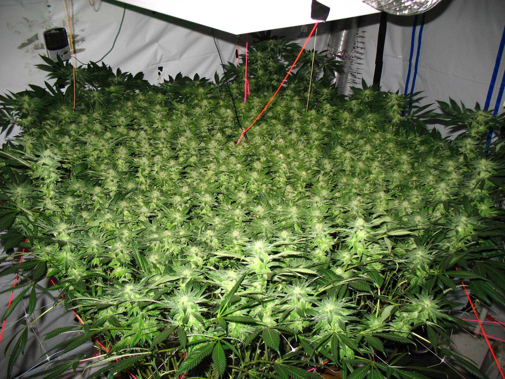 LBH's Famous ScrOG Tutorial | Grow Weed Easy