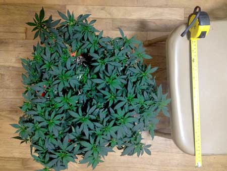 This plant has been trained to grow flat, short and horizontal using Low Stress Training (LST)
