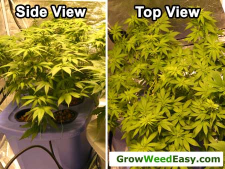 Side view and top view of a plant that has been forced to grow wide and flat using LST (low stress training)