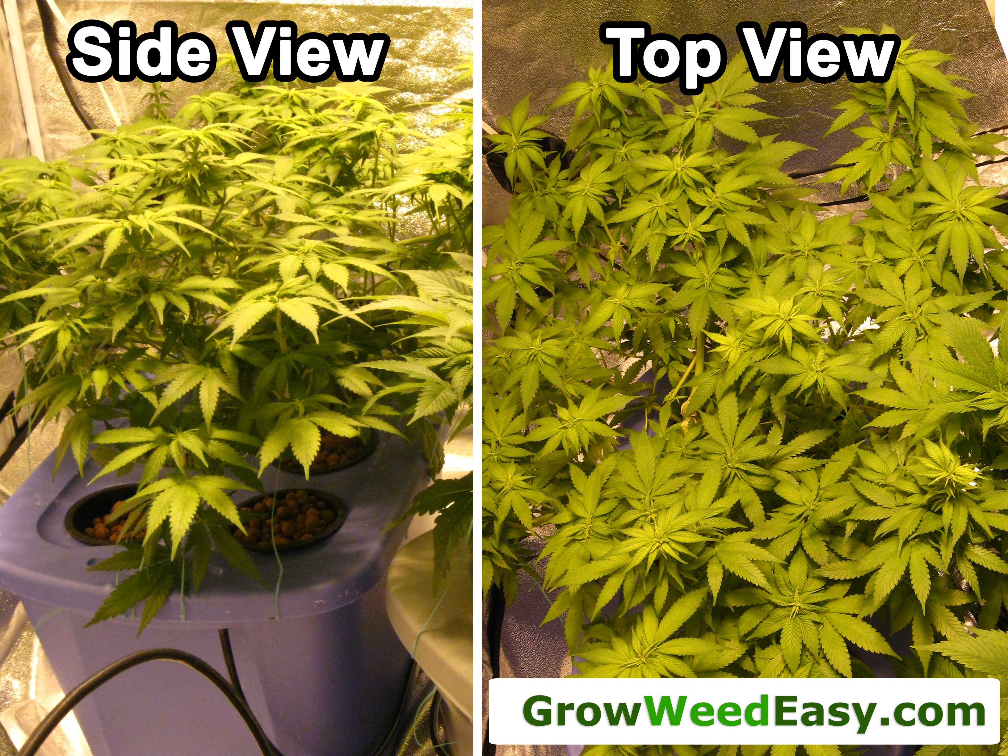 This is for 10 clips and Plant Training LST Details about   Large Low Stress Training 