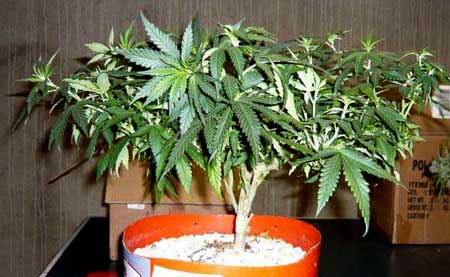 Train cannabis plants to grow short and flat in order to get big yields with CFL grow lights