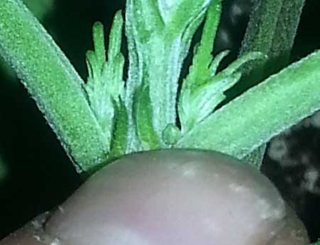 Female cannabis calyx - can be confused with a pollen sac because it hasn