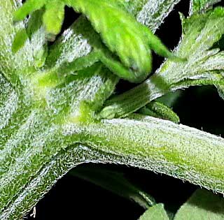 Do male cannabis plants grow buds