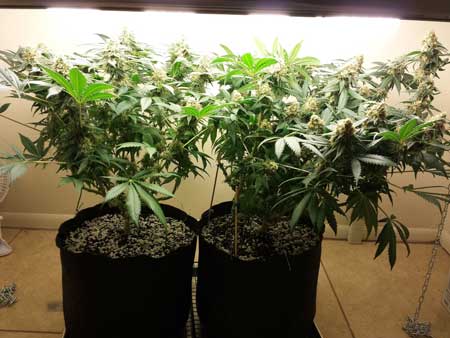 Cfl lights for weed growing