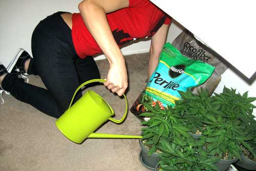 Nebula Haze watering some cannabis plants growing in a closet