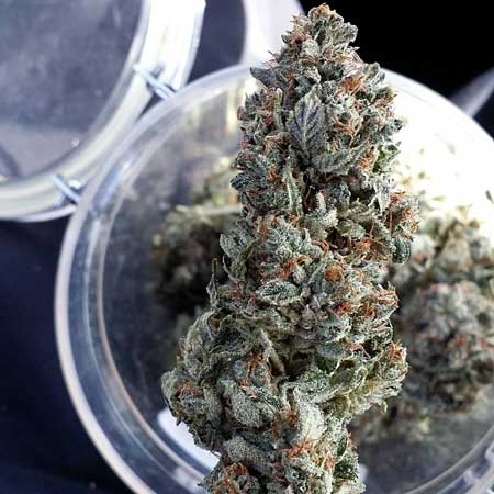 Wouldn't you like to have your own jar of cannabis buds, too? CFLs can get you there!