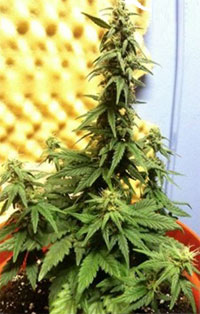 Auto original Short Rider cannabis plant - this auto-flowering strain stayed very short with one thick main cola!